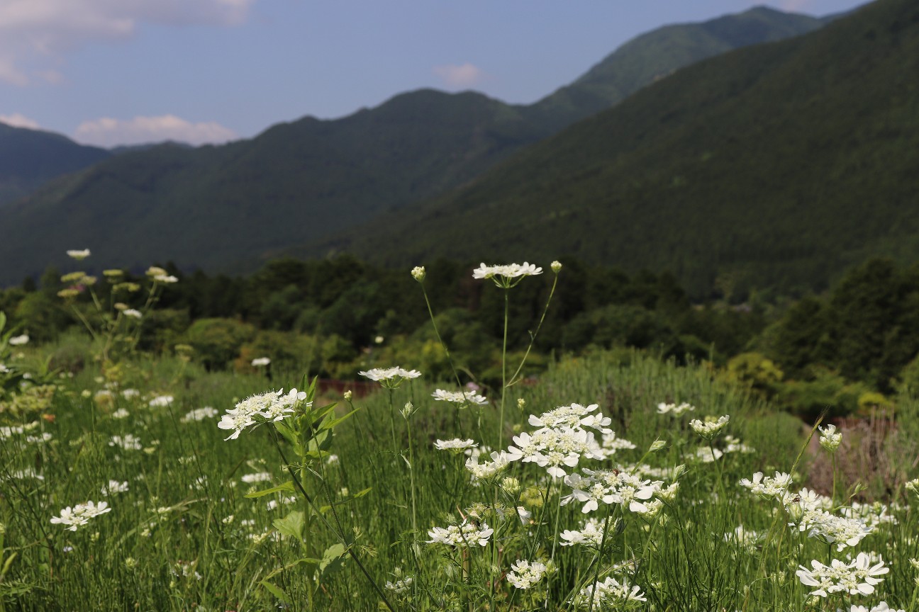 f:id:snow36:20200608154918j:image