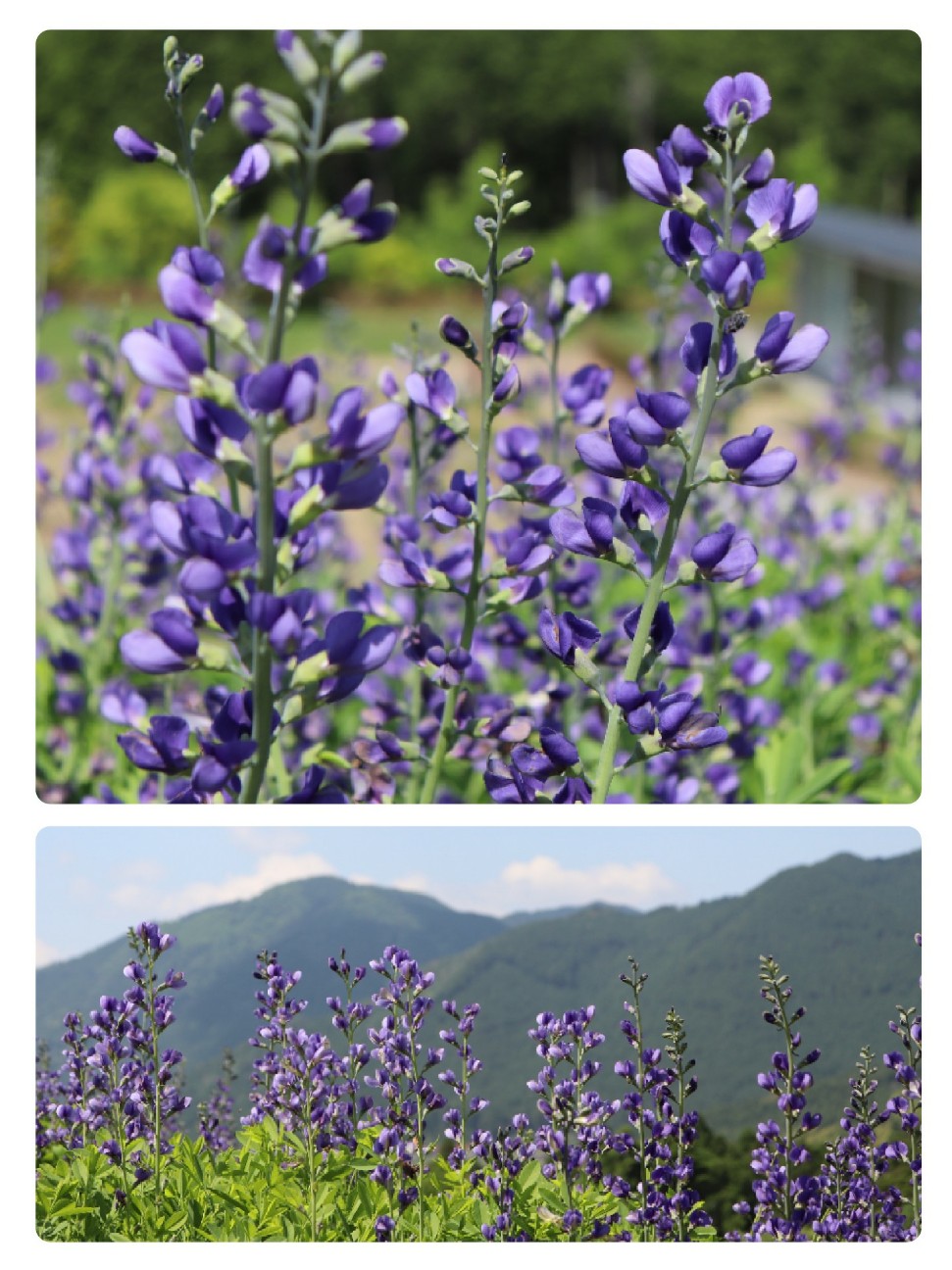 f:id:snow36:20200608154947j:image