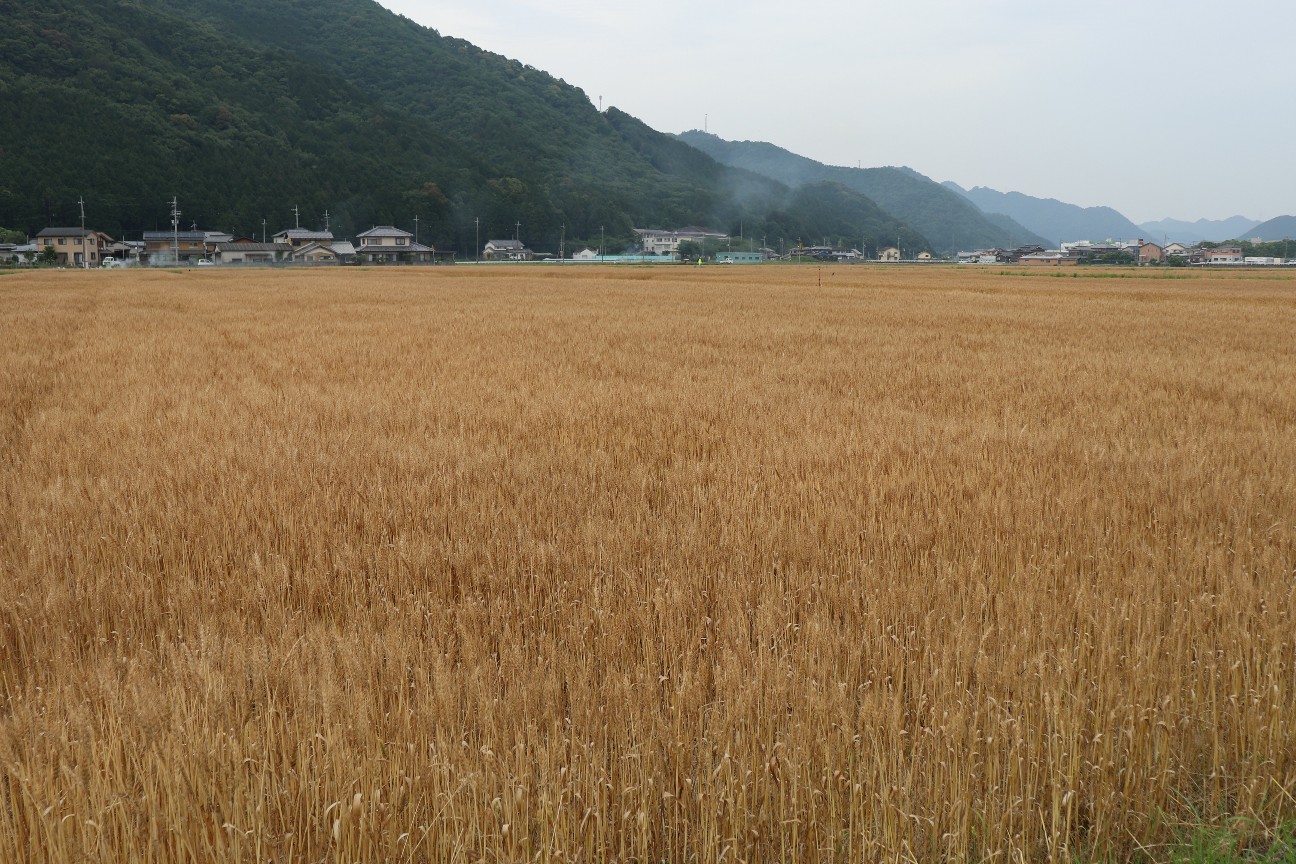f:id:snow36:20200608170545j:image