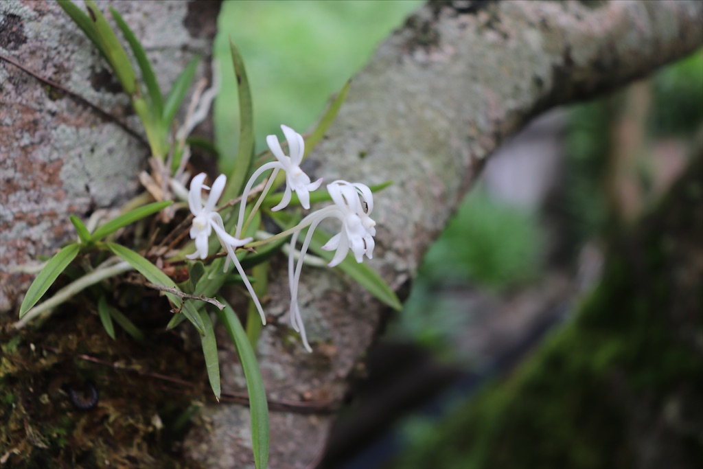 f:id:snow36:20200713205038j:image