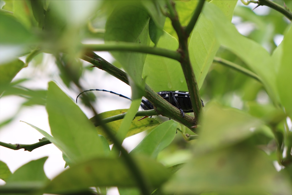 f:id:snow36:20200713205041j:image