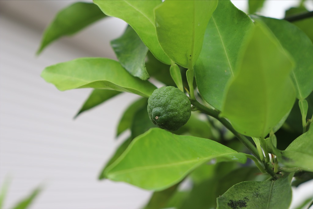 f:id:snow36:20200713205044j:image