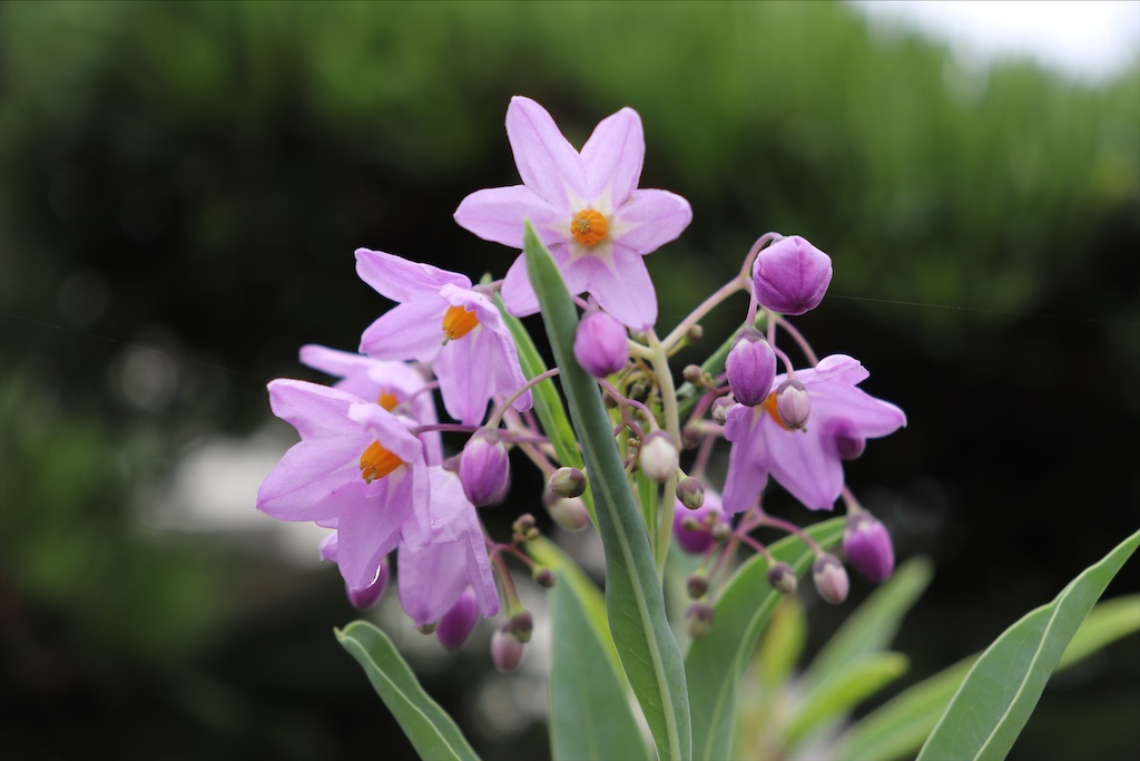 f:id:snow36:20200713205047j:image