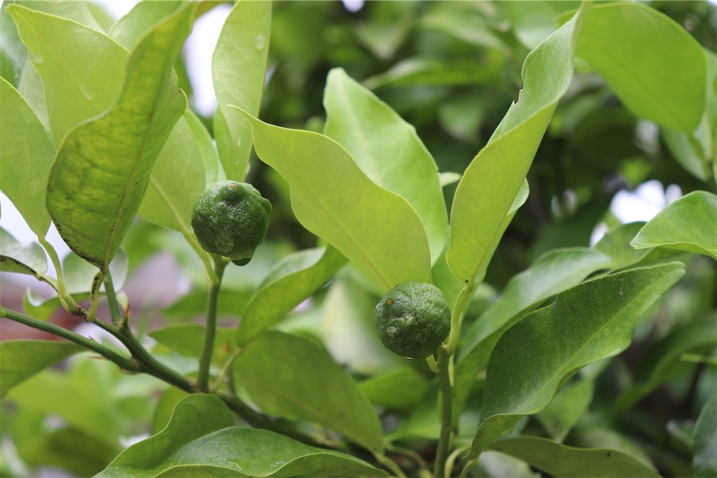 f:id:snow36:20200715210634j:image