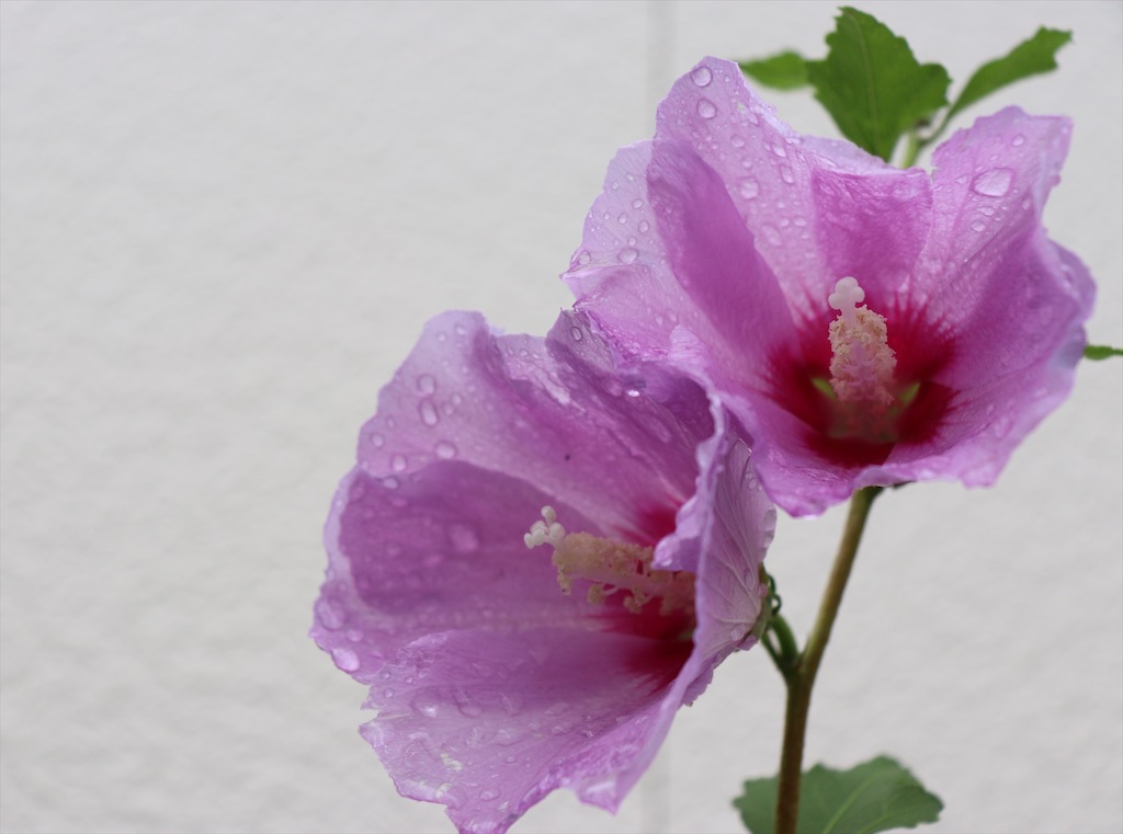 f:id:snow36:20200718153843j:image f:id:snow36:20200718153843j:image