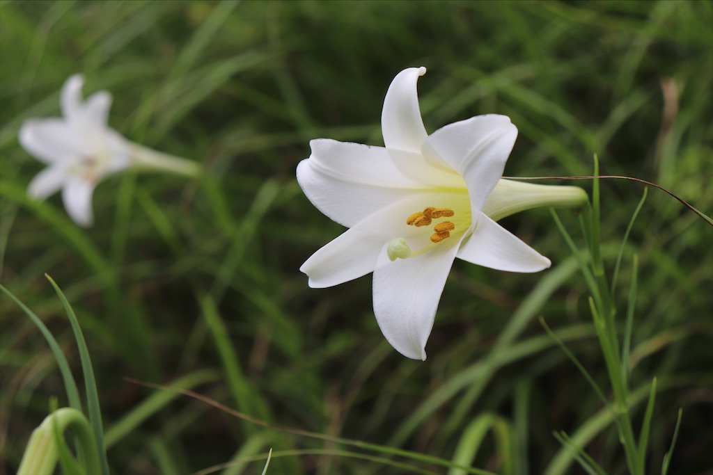 f:id:snow36:20200813133247j:image