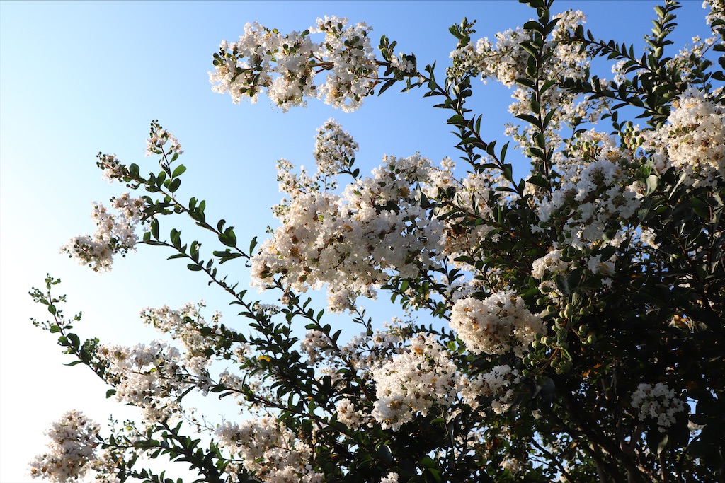 f:id:snow36:20200828142906j:image f:id:snow36:20200828142906j:image