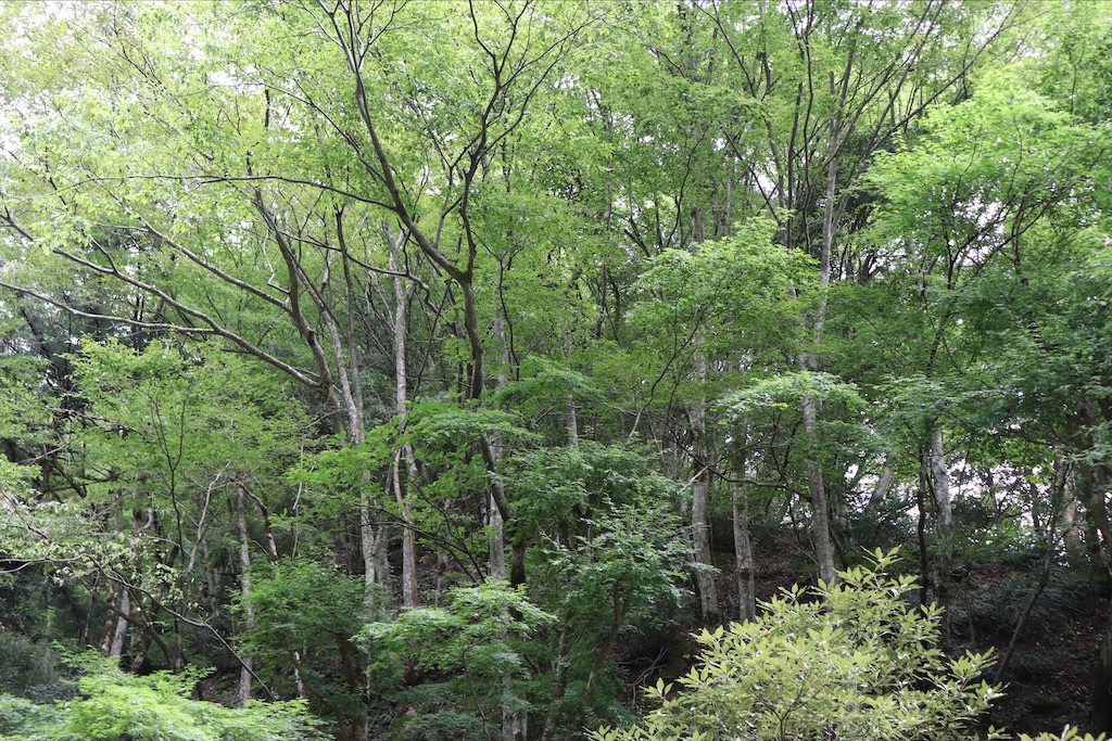 f:id:snow36:20200927231624j:image f:id:snow36:20200927231624j:image