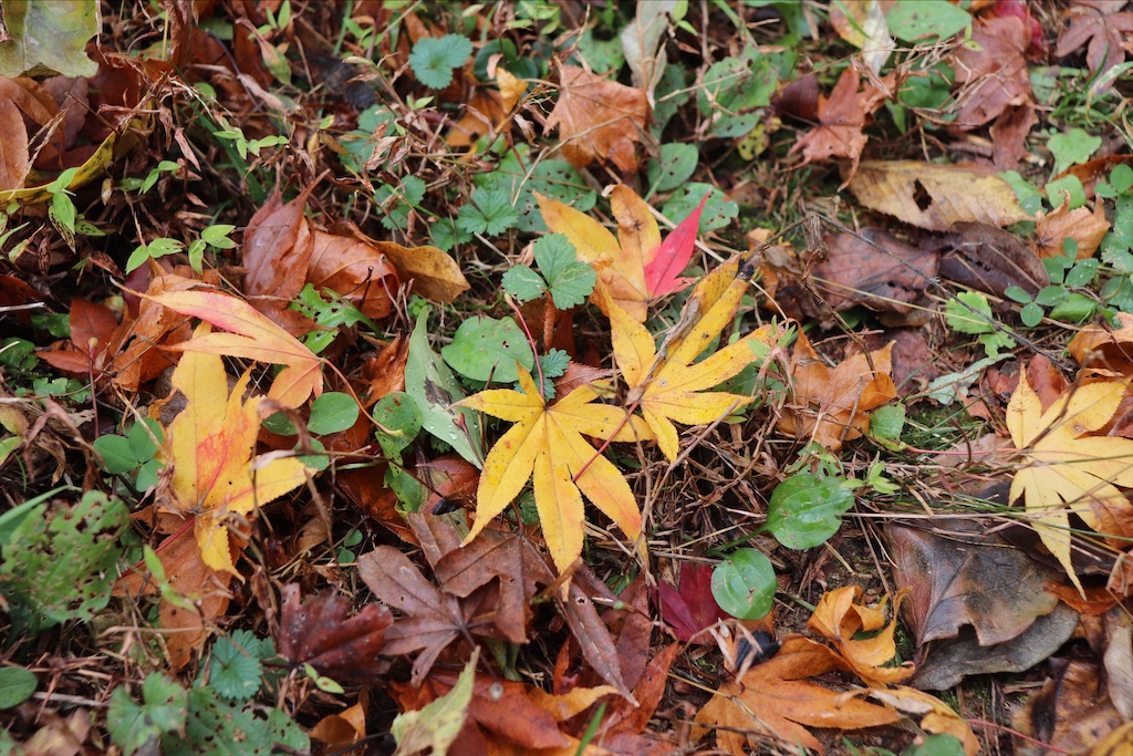 f:id:snow36:20201130235717j:image