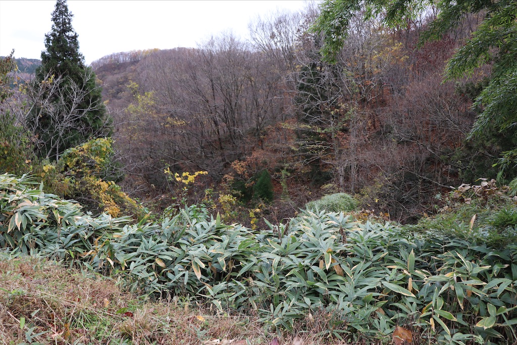 f:id:snow36:20201201002438j:image