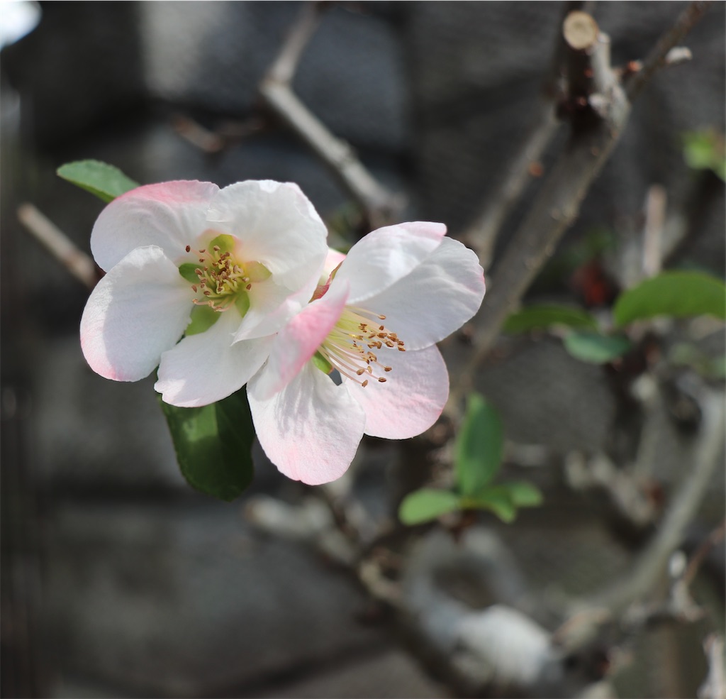 f:id:snow36:20201216210821j:image f:id:snow36:20201216210821j:image