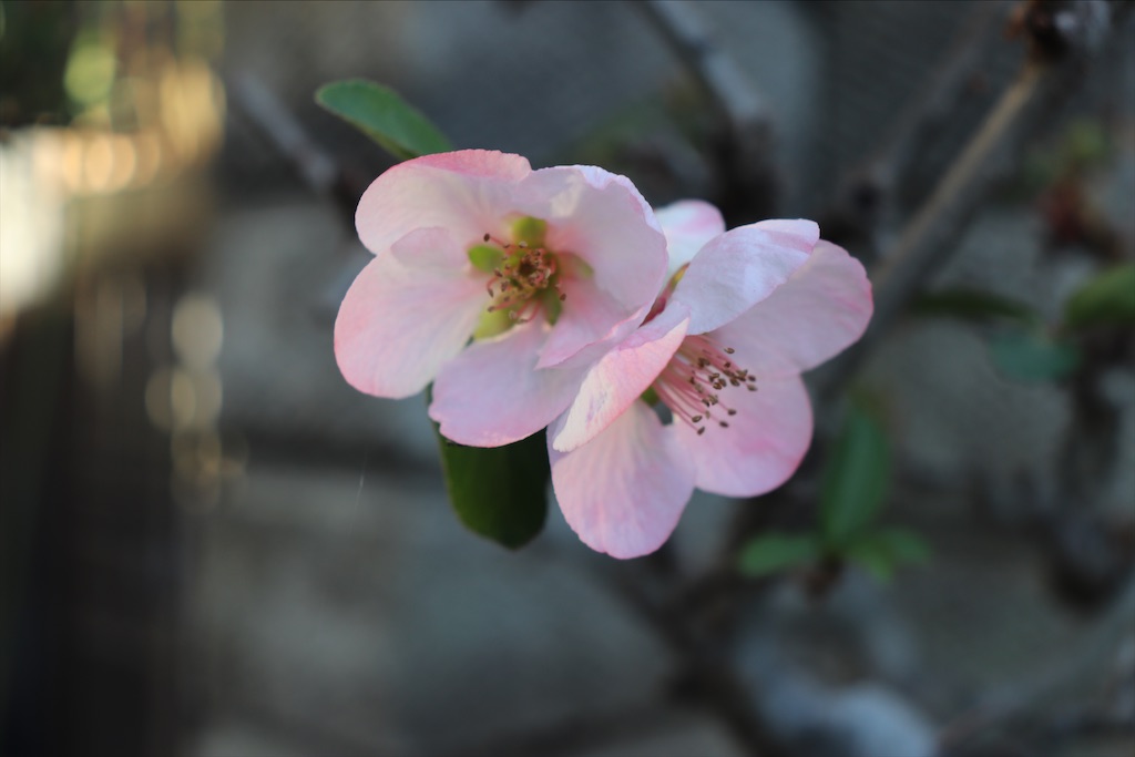 f:id:snow36:20201216210838j:image f:id:snow36:20201216210838j:image