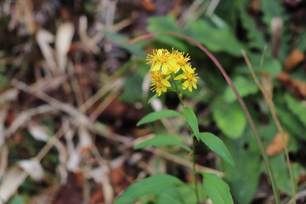 f:id:snow36:20201216211234j:image