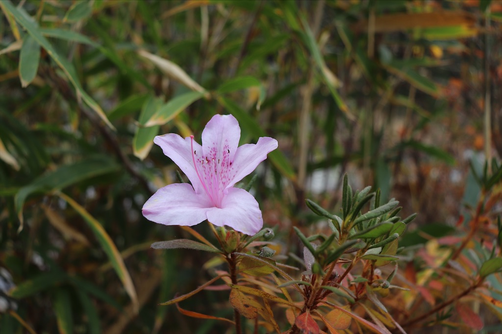 f:id:snow36:20201216211304j:image f:id:snow36:20201216211304j:image