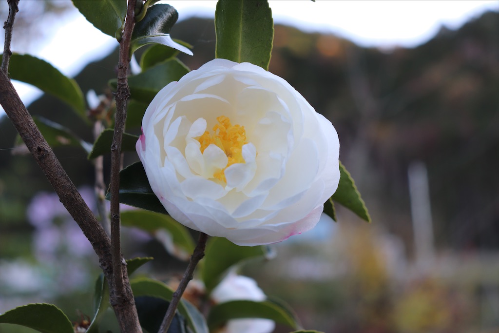 f:id:snow36:20201216215624j:image f:id:snow36:20201216215624j:image