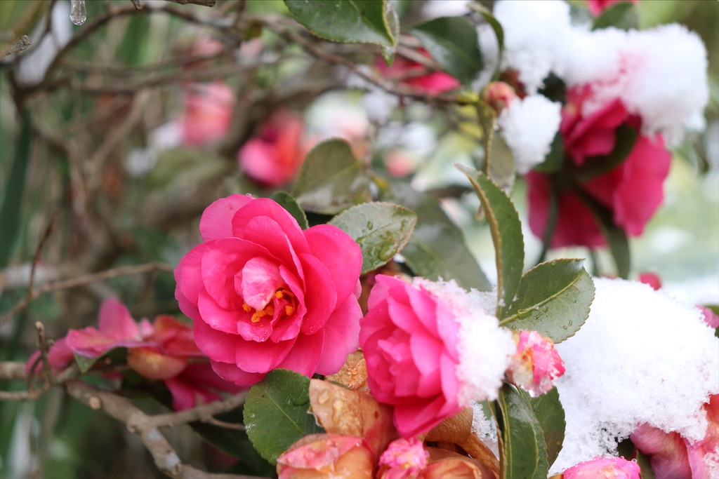 f:id:snow36:20201217222701j:image f:id:snow36:20201217222701j:image