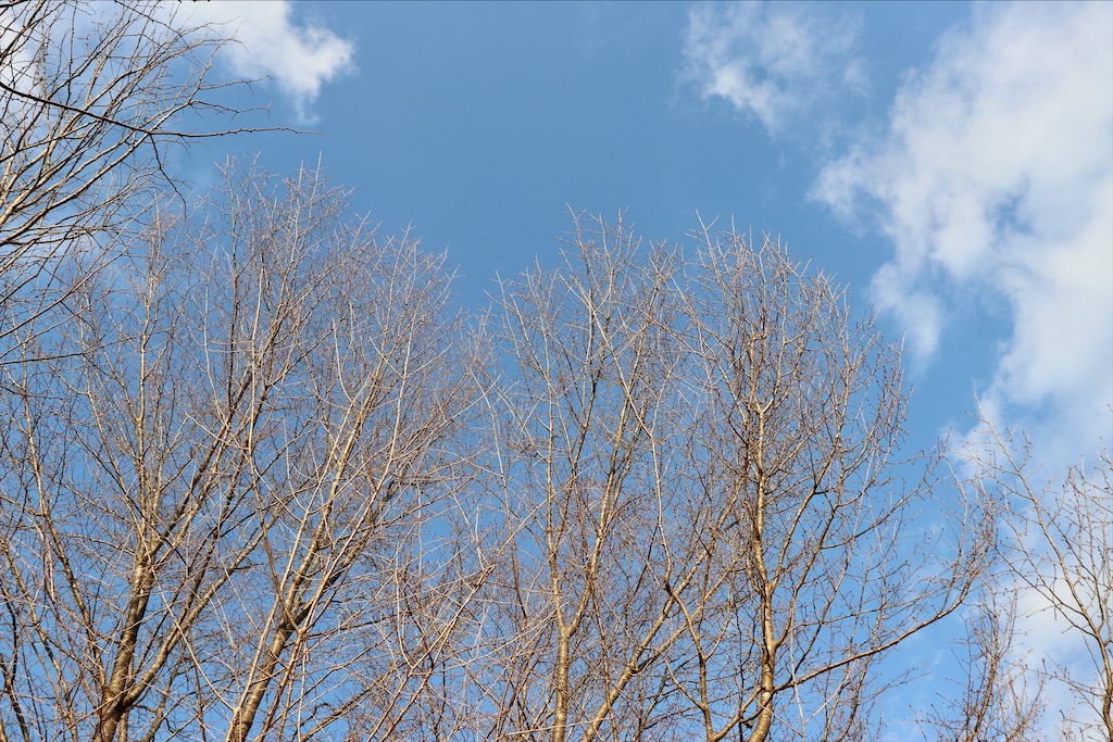 f:id:snow36:20210115075758j:image f:id:snow36:20210115075758j:image