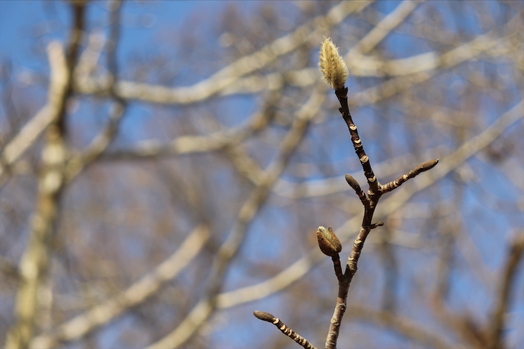 f:id:snow36:20210115184205j:image f:id:snow36:20210115184205j:image