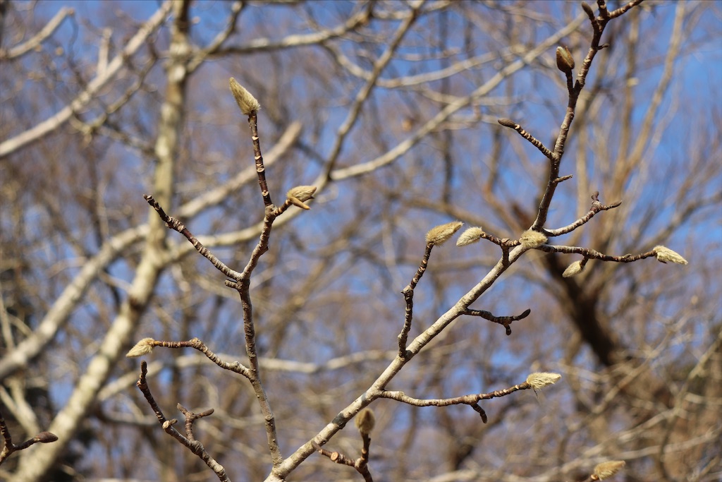 f:id:snow36:20210115184208j:image f:id:snow36:20210115184208j:image