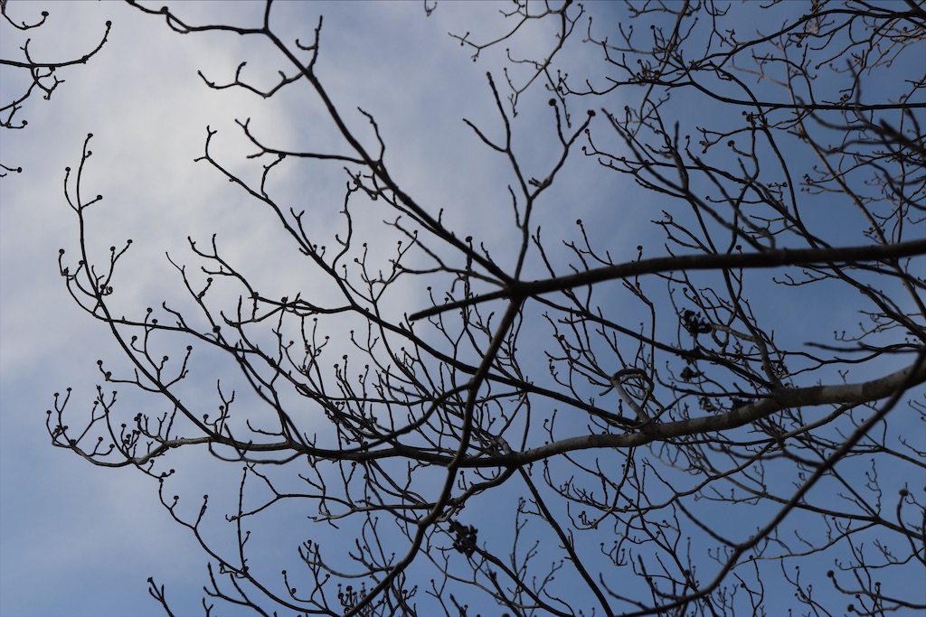 f:id:snow36:20210115184606j:image f:id:snow36:20210115184606j:image