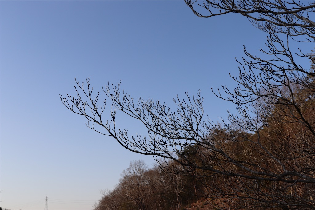 f:id:snow36:20210115184613j:image f:id:snow36:20210115184613j:image
