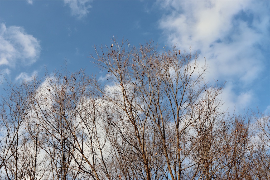 f:id:snow36:20210118085110j:image f:id:snow36:20210118085110j:image