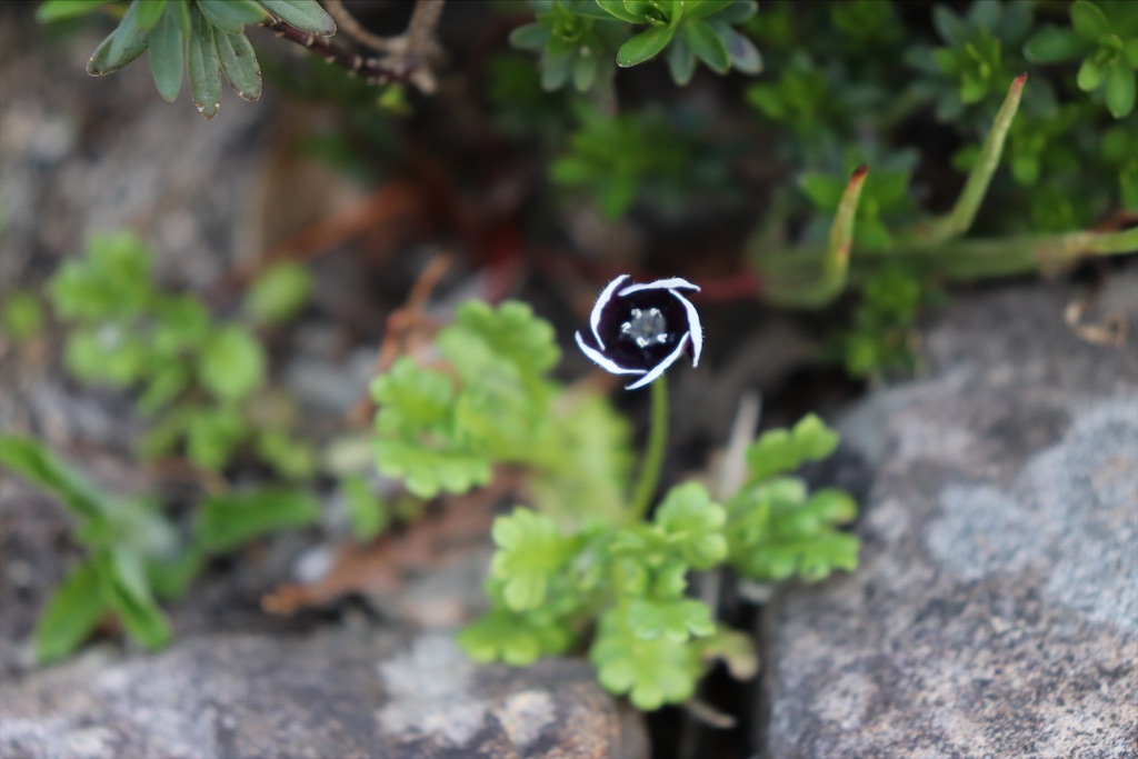 f:id:snow36:20210328150627j:image