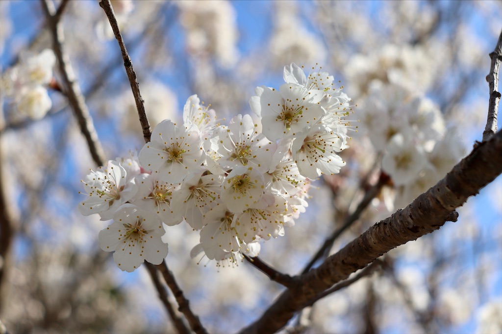 f:id:snow36:20210328150739j:image