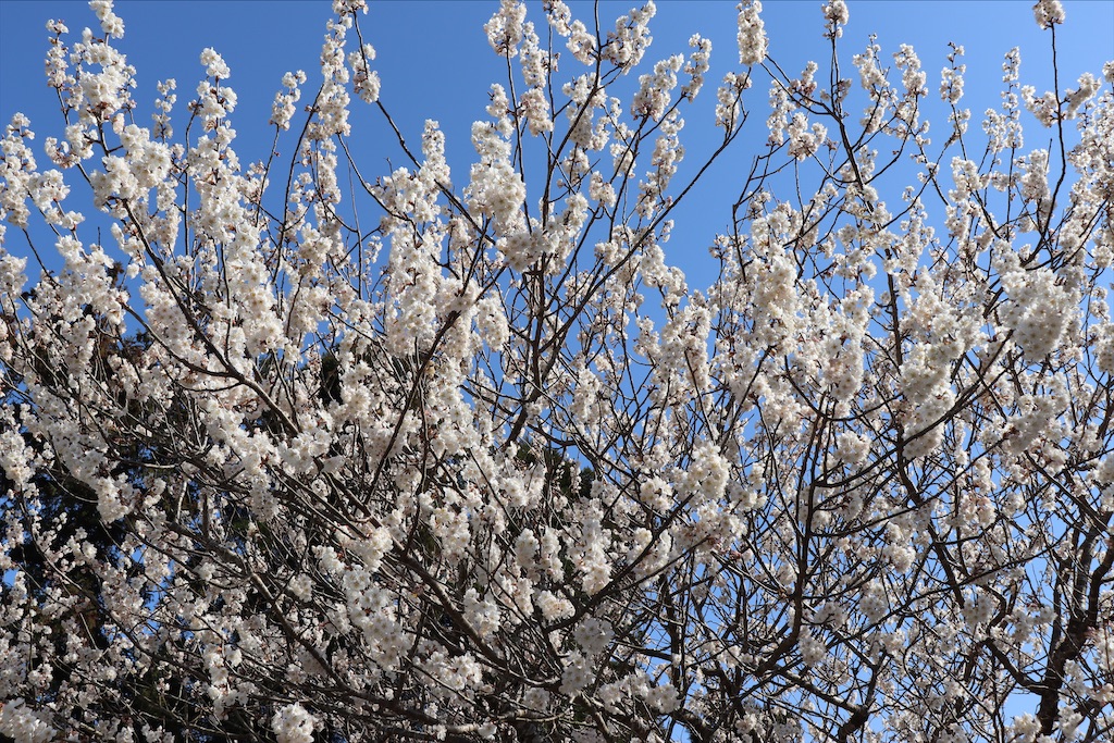 f:id:snow36:20210328150743j:image