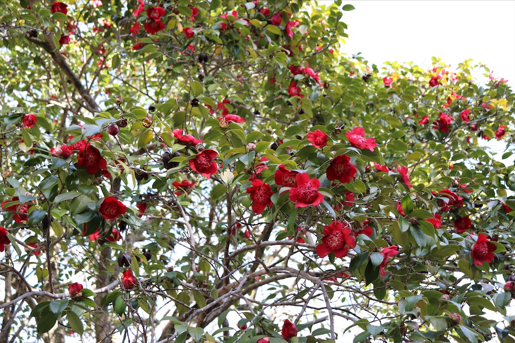 f:id:snow36:20210328150829j:image