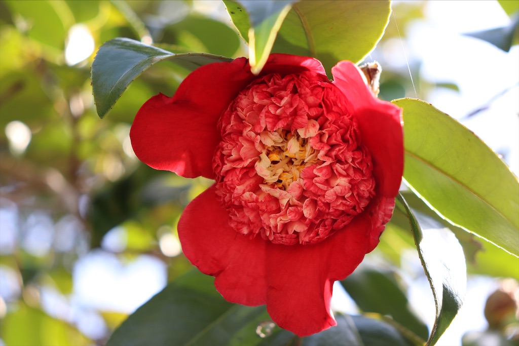 f:id:snow36:20210328150959j:image