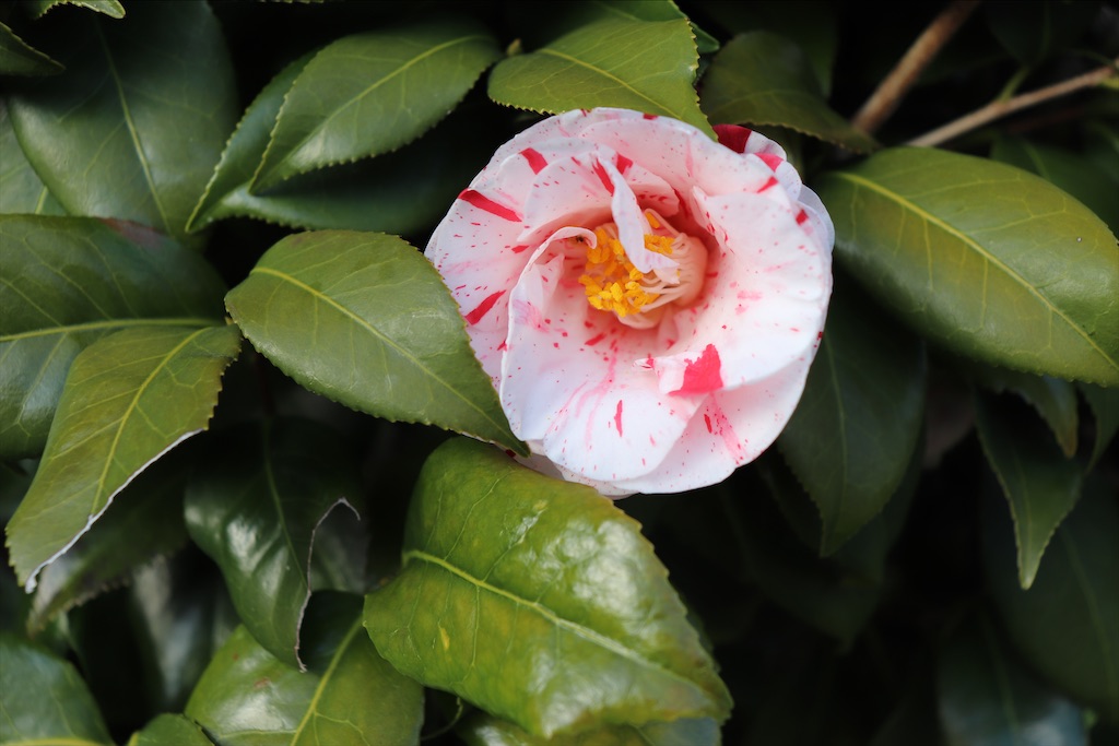 f:id:snow36:20210328151636j:image