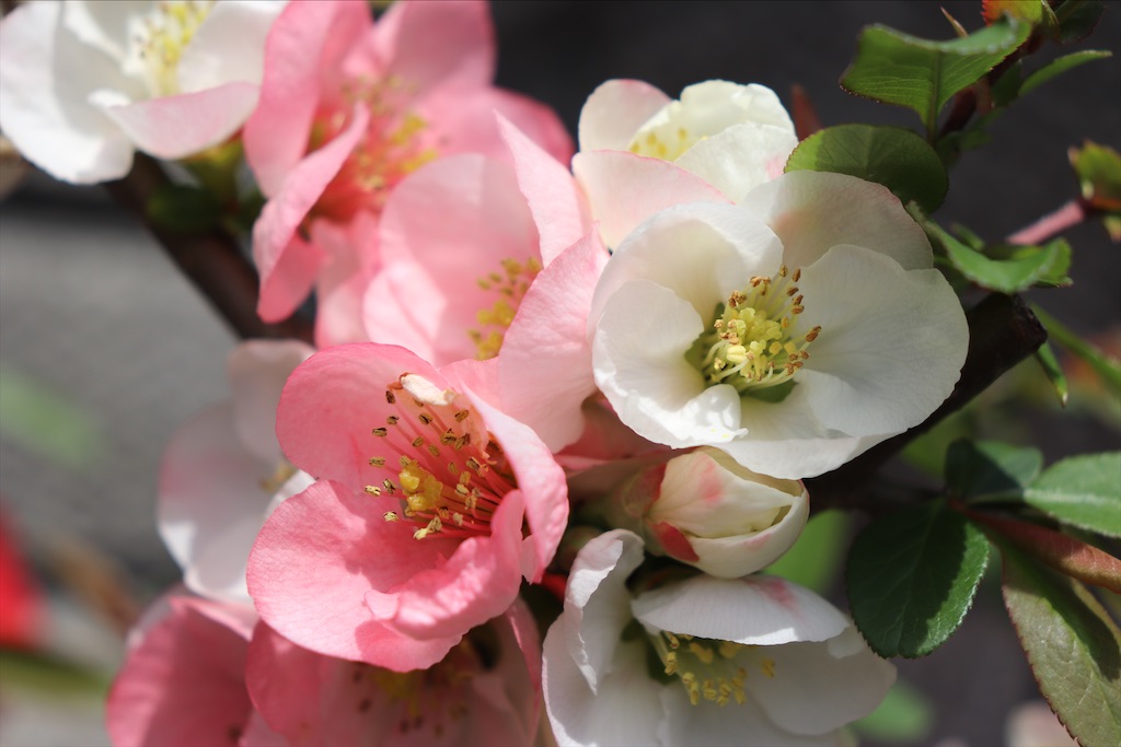 f:id:snow36:20210328151737j:image