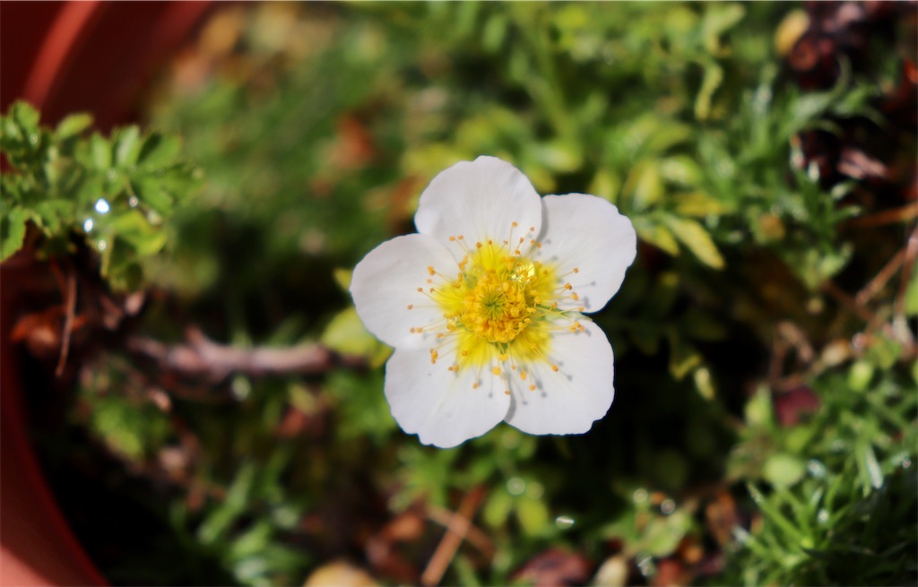 f:id:snow36:20210328151758j:image