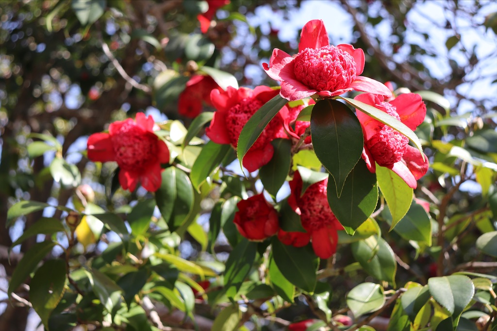 f:id:snow36:20210328152409j:image