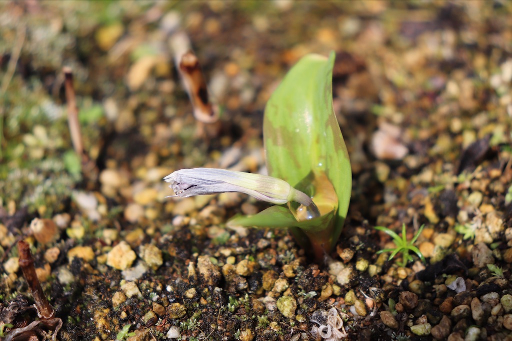 f:id:snow36:20210328154516j:image