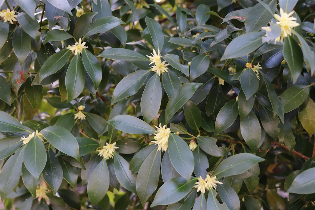 f:id:snow36:20210328174314j:image