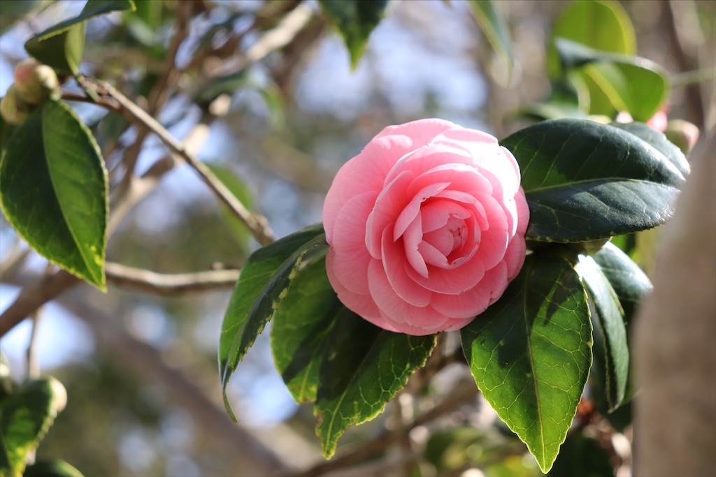 f:id:snow36:20210328174317j:image