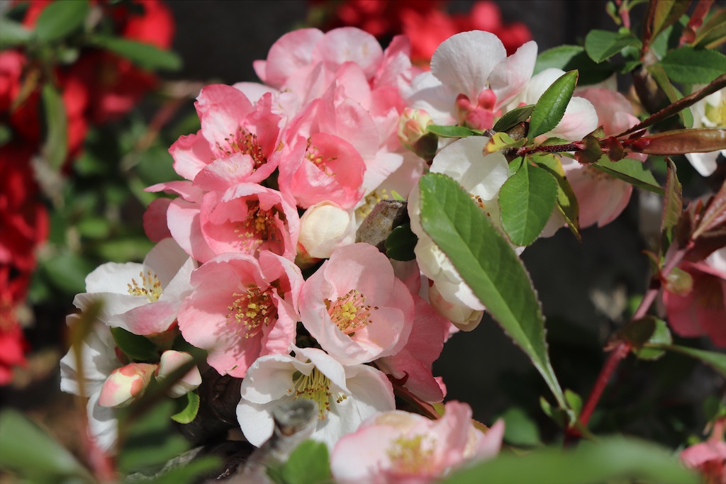 f:id:snow36:20210328175415j:image