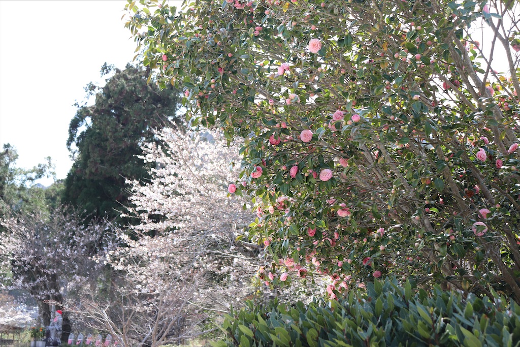 f:id:snow36:20210328190956j:image