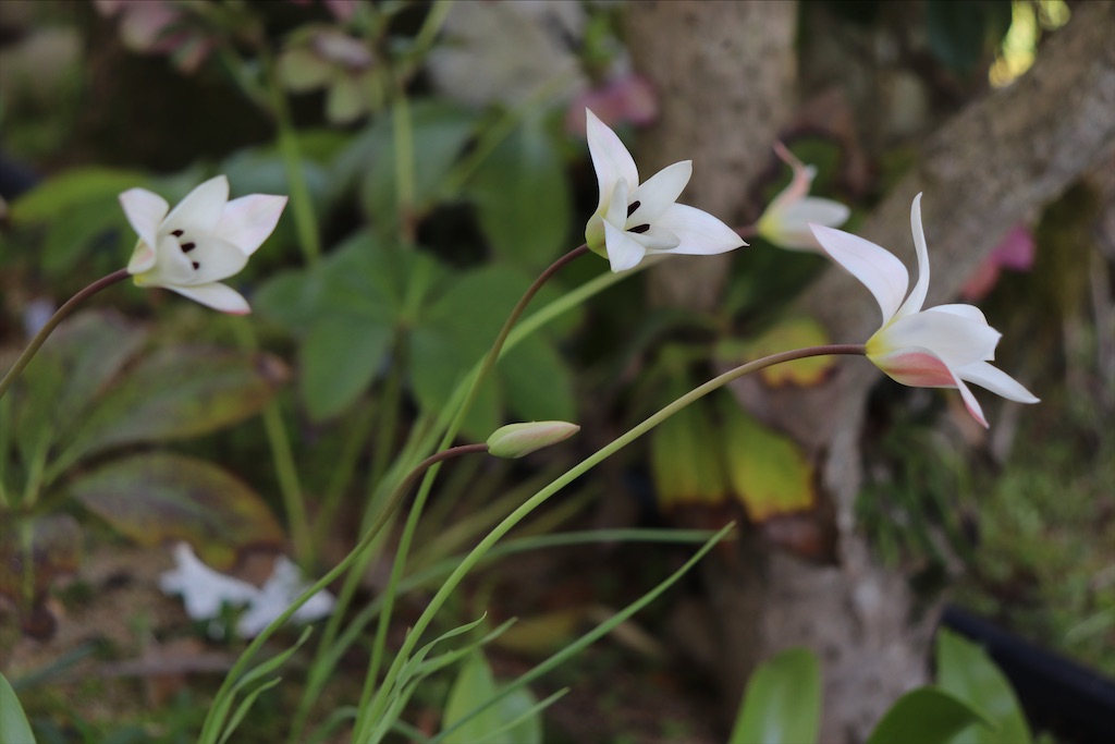 f:id:snow36:20210402174016j:image f:id:snow36:20210402174016j:image