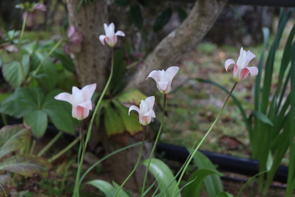 f:id:snow36:20210402182455j:image