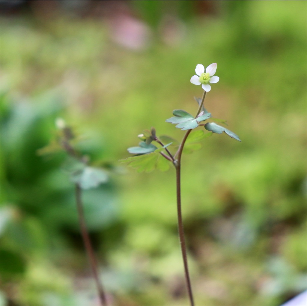 f:id:snow36:20210408163924j:image