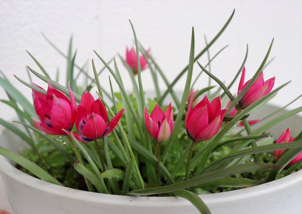 f:id:snow36:20210420184025j:image f:id:snow36:20210420184025j:image