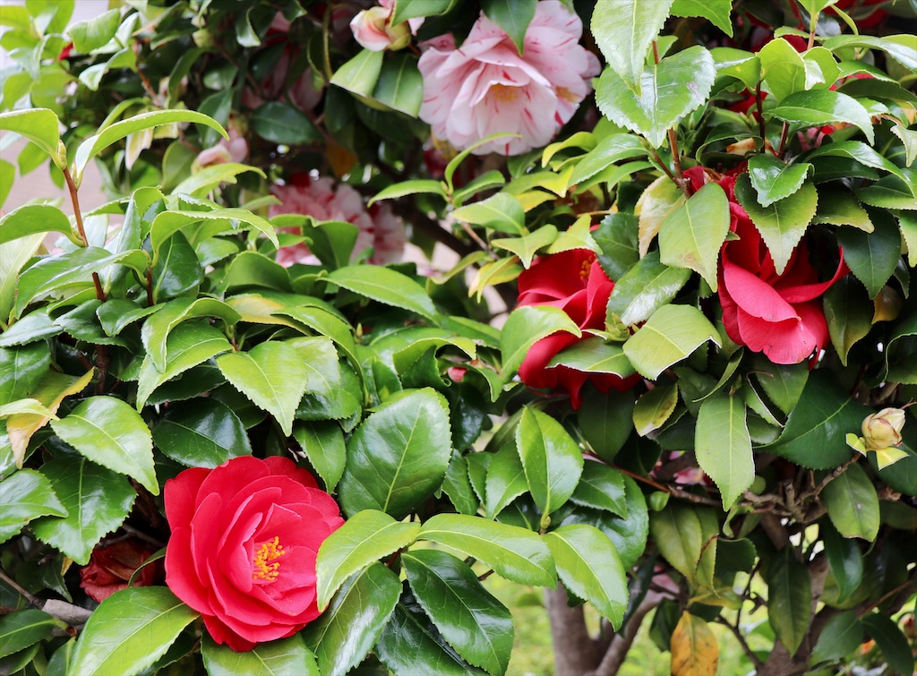 f:id:snow36:20210424184119j:image f:id:snow36:20210424184119j:image