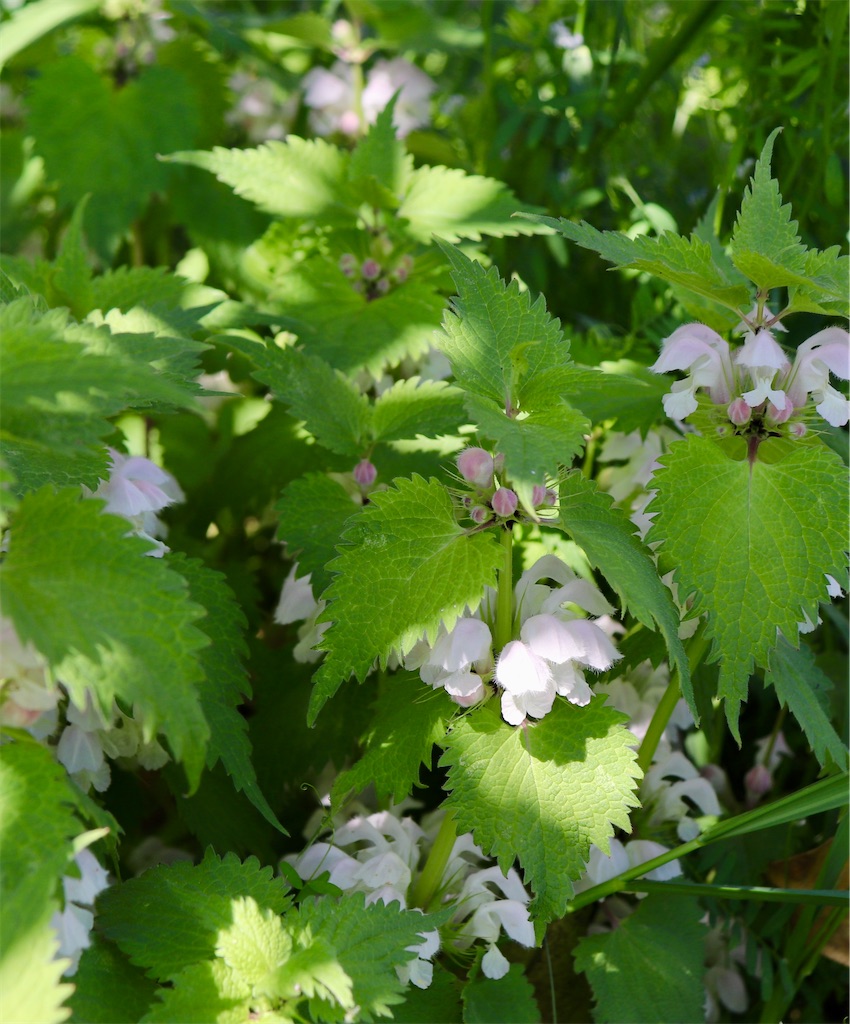 f:id:snow36:20210430103742j:image f:id:snow36:20210430103742j:image