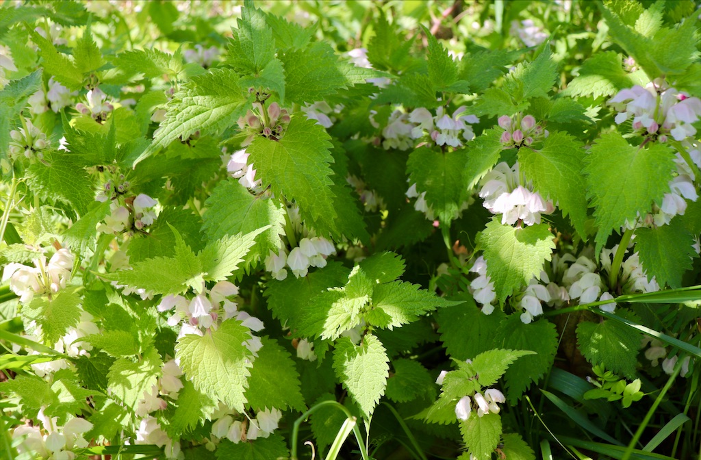 f:id:snow36:20210430103747j:image f:id:snow36:20210430103747j:image