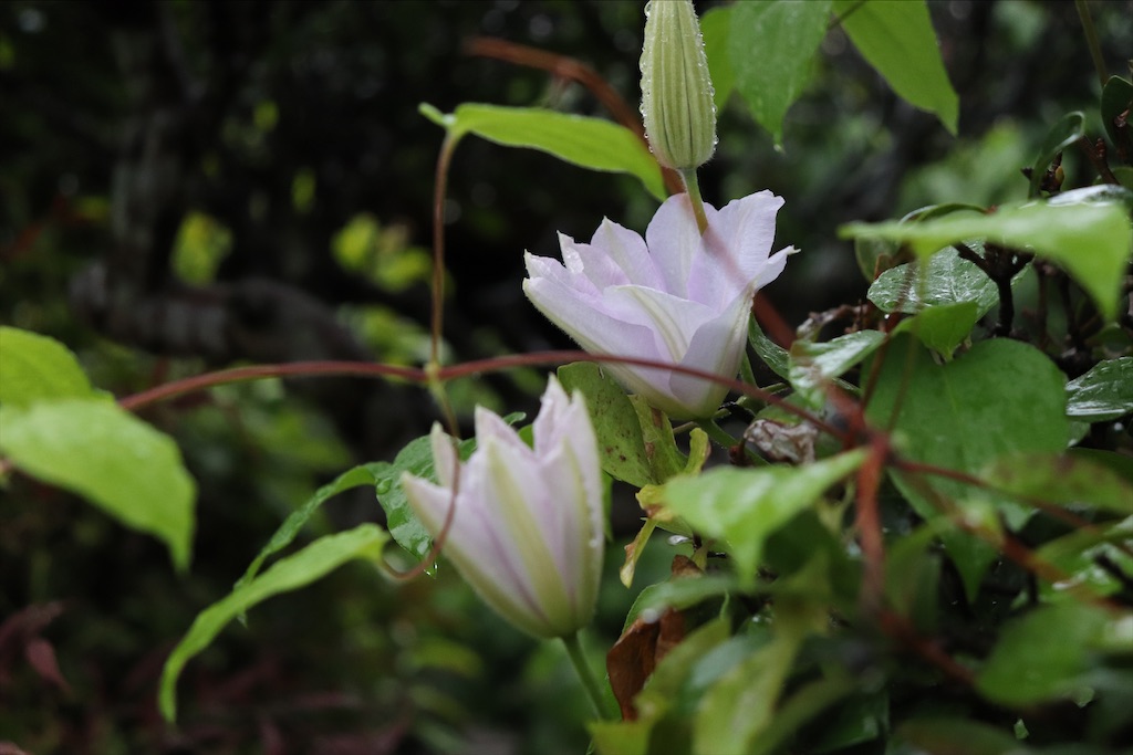 f:id:snow36:20210430140901j:image f:id:snow36:20210430140901j:image