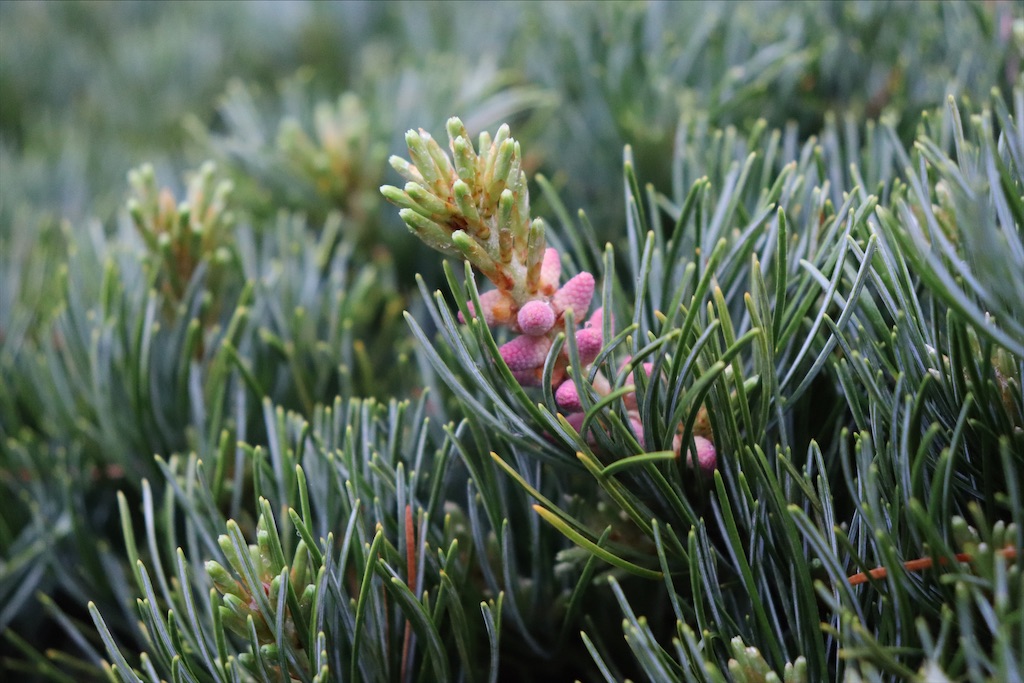 f:id:snow36:20210430140957j:image f:id:snow36:20210430140957j:image