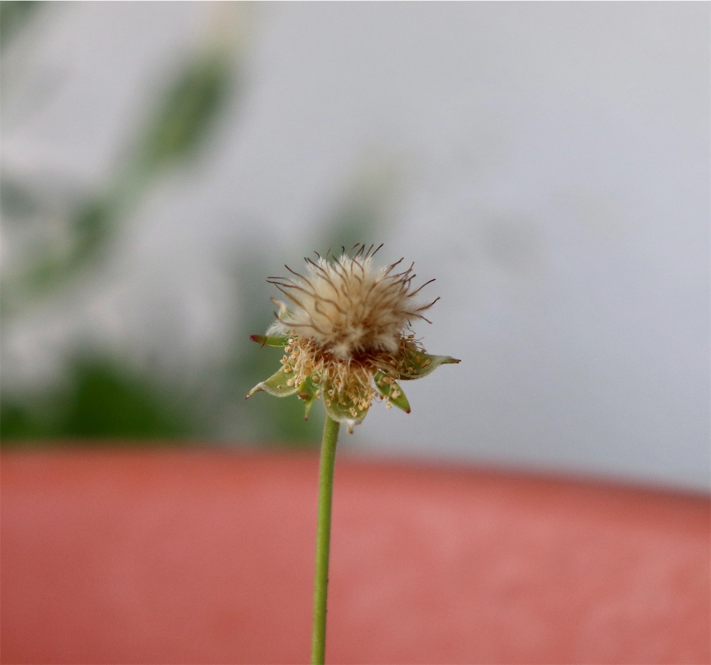 f:id:snow36:20210430141009j:image f:id:snow36:20210430141009j:image